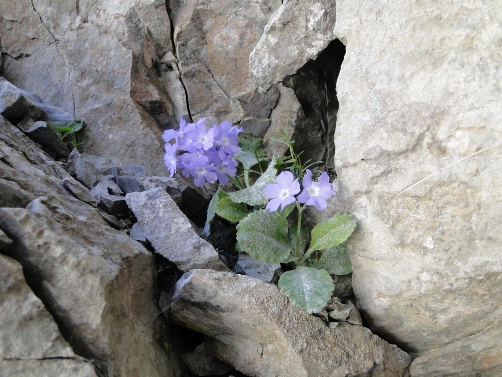 Primula albenensis / Primula del M. Alben